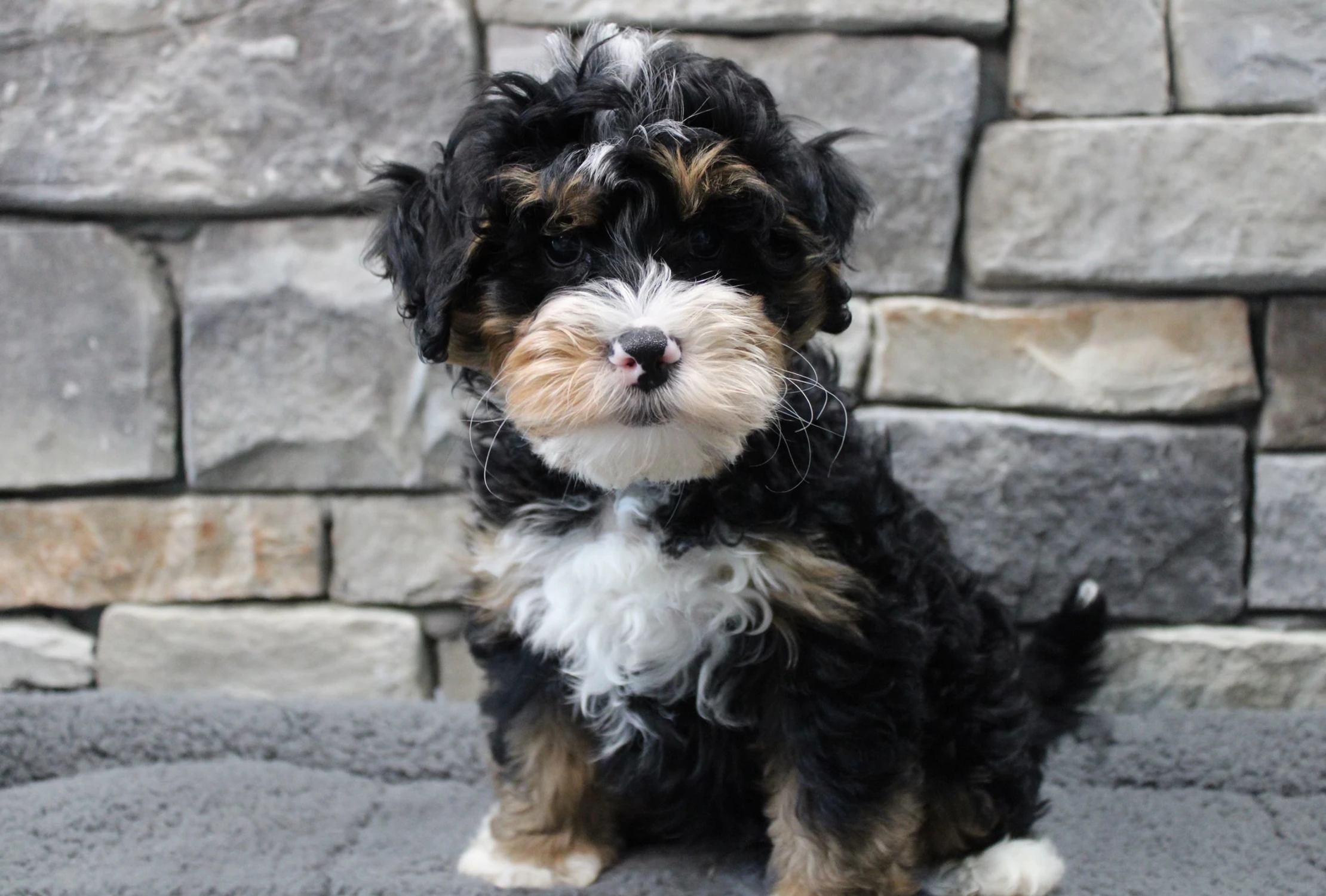 fd225a_00221be6943446a79ae991f5d4613236~mv2 (1)