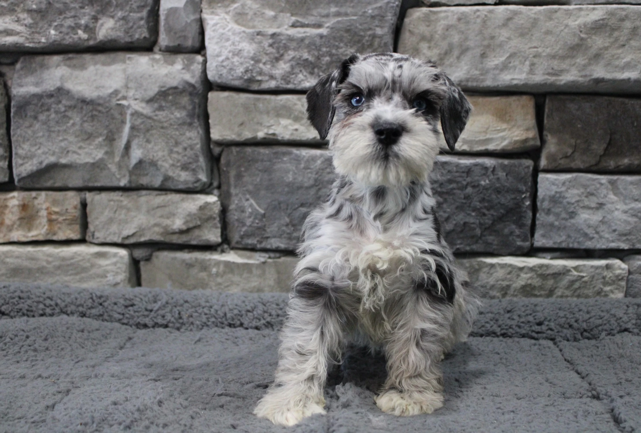 fd225a_16571bba932a492e8c507a25a6872448~mv2 (1)