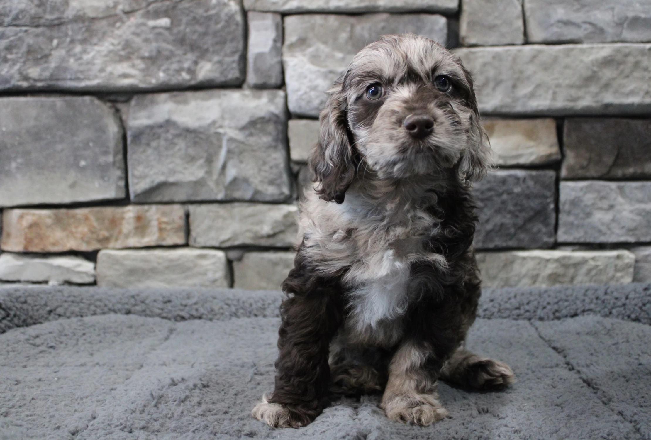 fd225a_687d463baf7a4c2784918c75c8d32cea~mv2 (1)