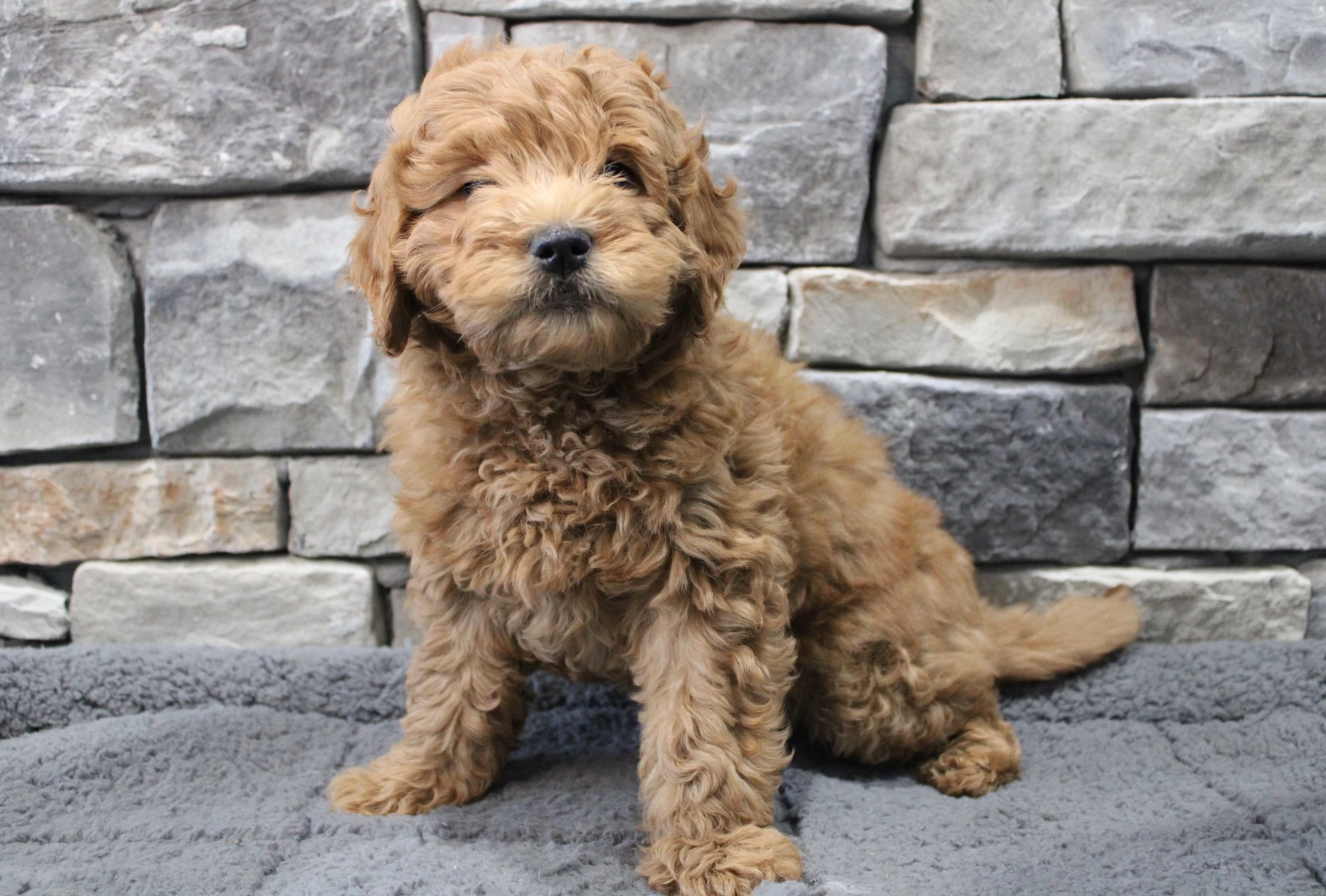 fd225a_e24c0acb12e348fe8d33785637ce4d49~mv2 (1)