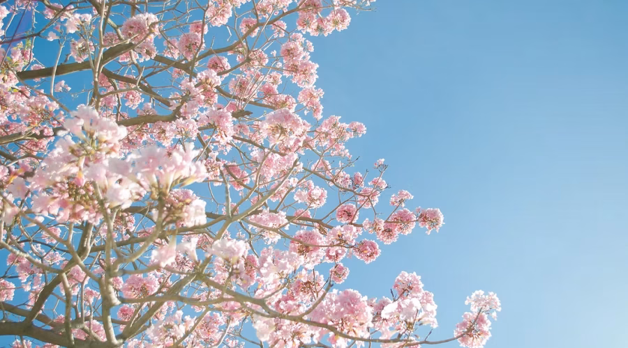 Can Dogs Get Springtime Allergies?