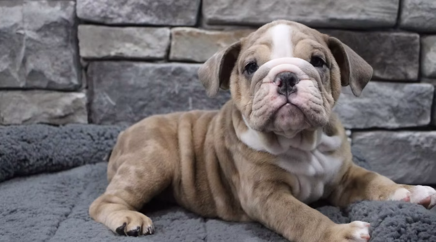 Choosing the right food for your dog breed! Not all dog foods are the same.