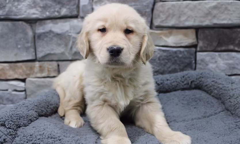 "The Benefits of Buying Your Puppy from a Licensed and Inspected USDA Breeder"