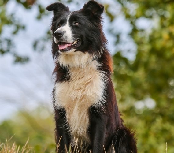 Top 25 Most Popular Puppies! Which One is Your Favorite?