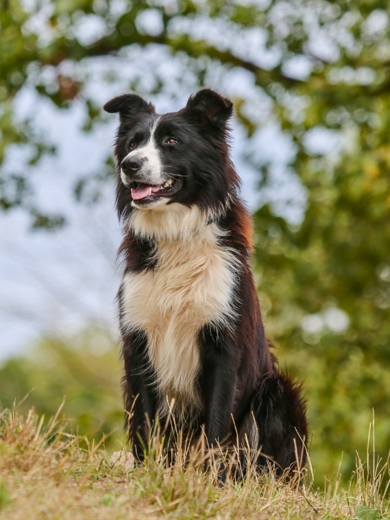 Top 25 Most Popular Puppies! Which One is Your Favorite?