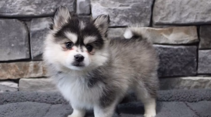 Top 15 Designer Puppy Breeds with Descriptions