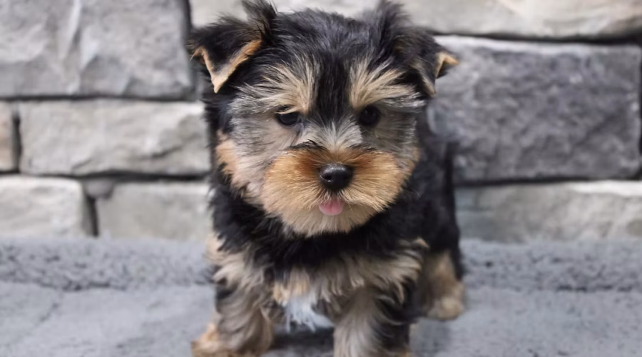 Unhealthy Foods For Dogs