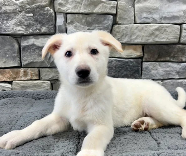 Don't Buy a Puppy Online