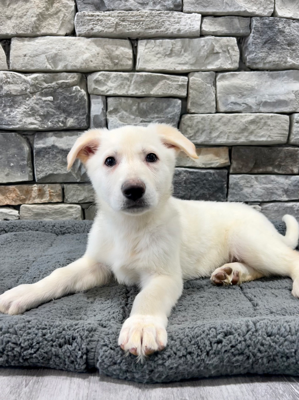 Don't Buy a Puppy Online