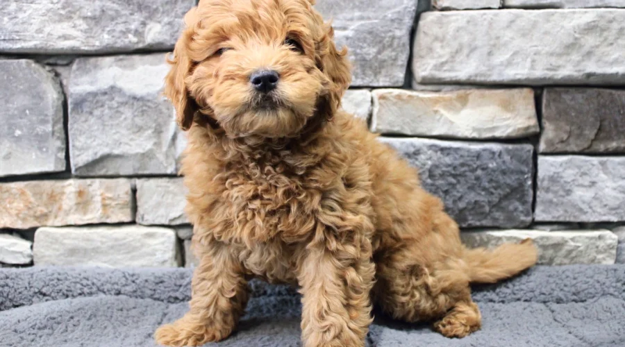 Top 100 Most Popular Puppy breeds Adopted by Owners