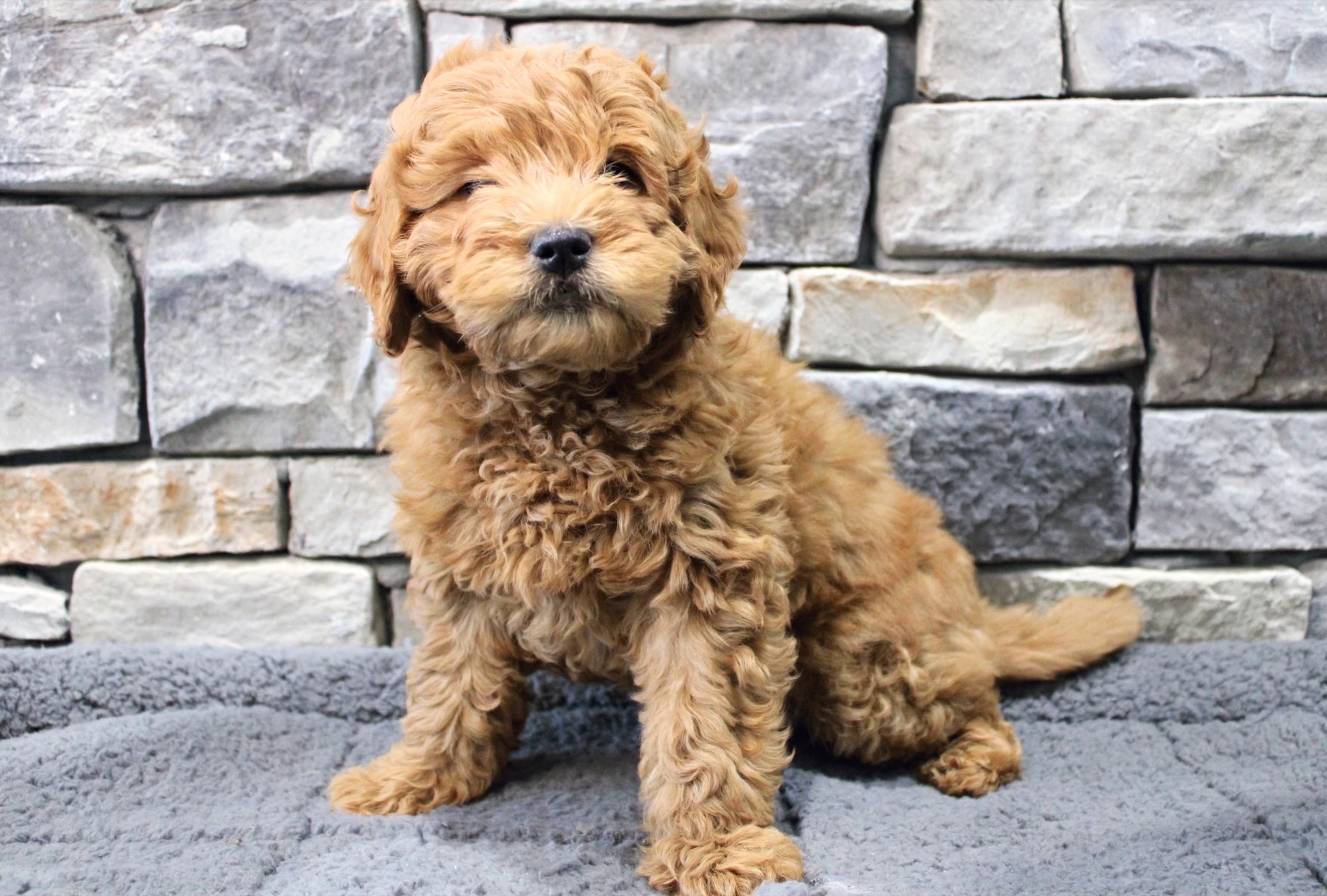 Top 100 Most Popular Puppy breeds Adopted by Owners