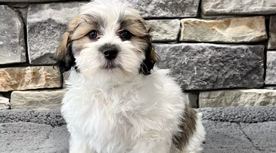 The Advantages of Buying a USDA-Breeder Puppy from Petland Raleigh