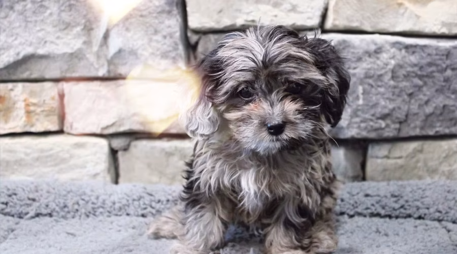 Healthy Treats for Dogs!