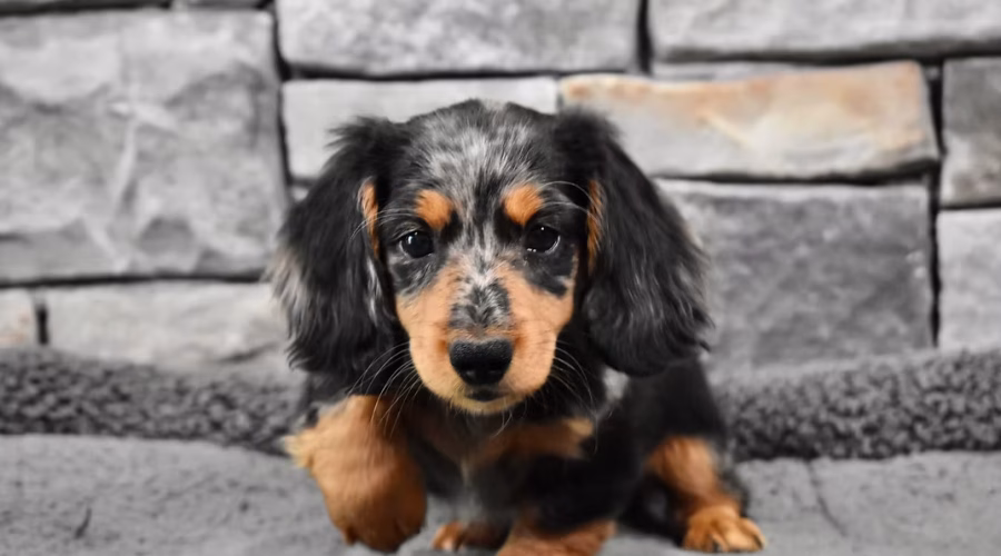 Celebrating the Joys of Dachshund Puppies: Top Qualities of the Lovable Dachshund