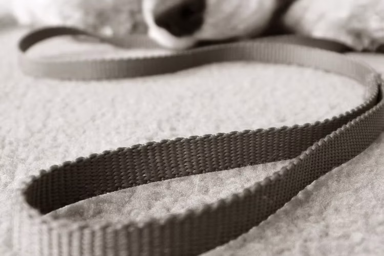 Dogs Can Get Depressed!