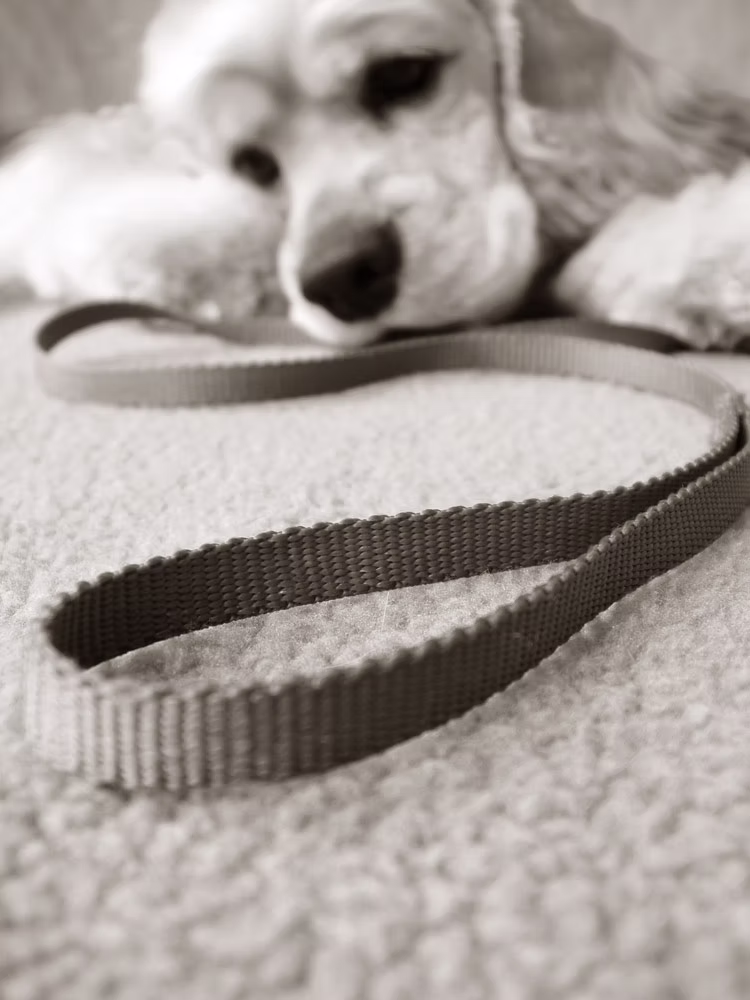 Dogs Can Get Depressed!