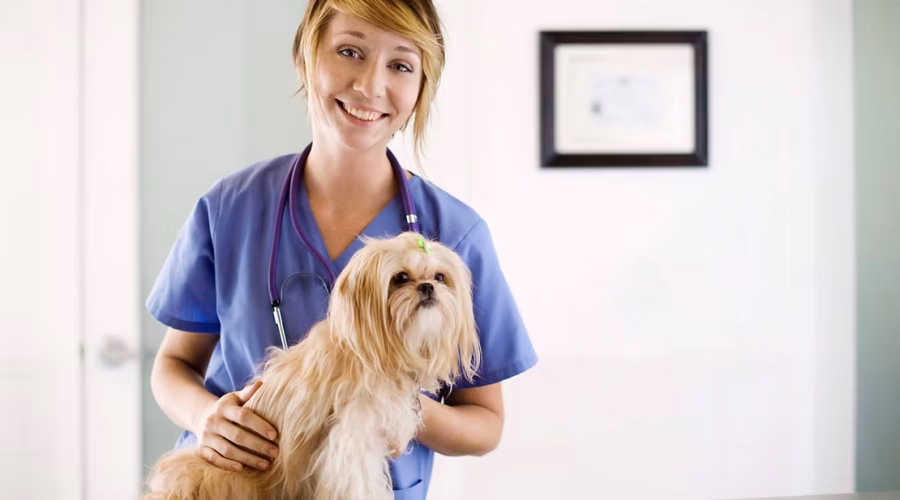 Poisonous House Plants for Dogs!