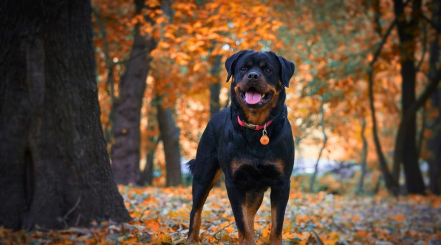 *The Dangers of Adopting Puppies from Shelters or Online Websites* Puppy Spot, Pawrade, Puppies.com