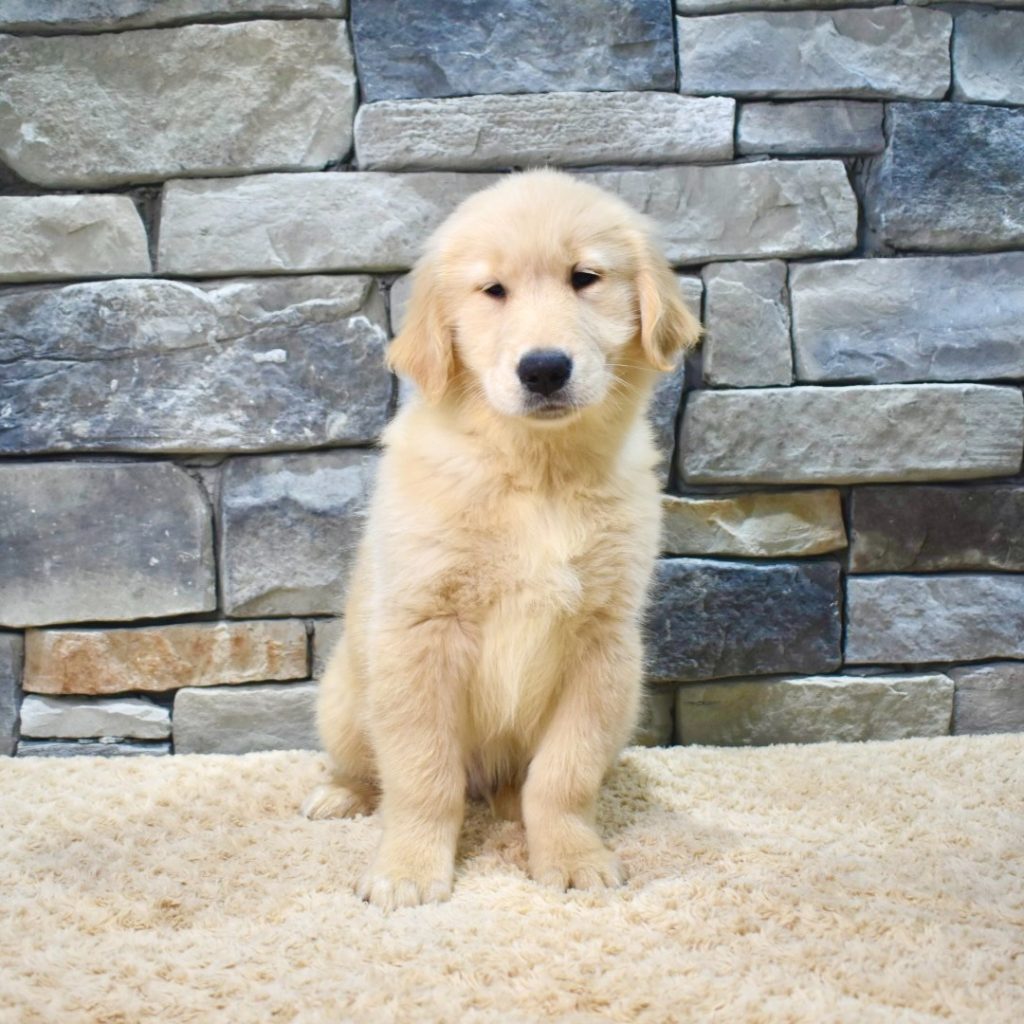 Choosing the Perfect Pup: Best Puppy Breeds for Families with Young Children.