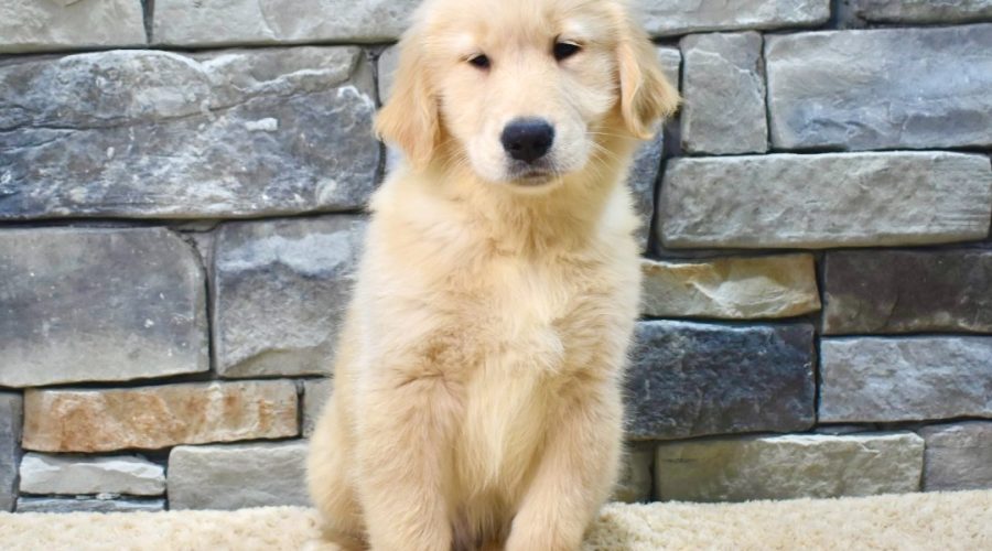 Choosing the Perfect Pup: Best Puppy Breeds for Families with Young Children.