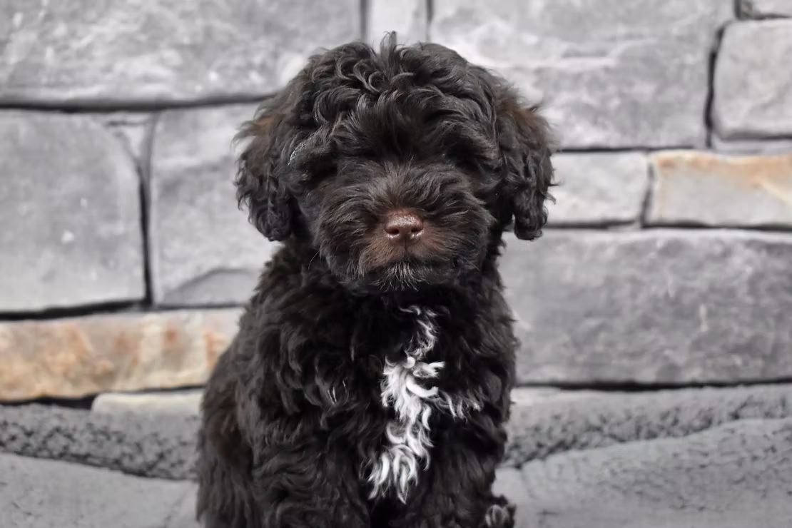 5 Ways to Puppy Proof Your Home!
