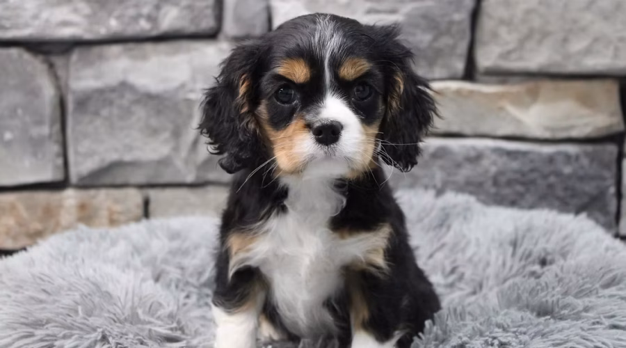 Featured Breed of The Week: Cavalier King Charles Spaniel