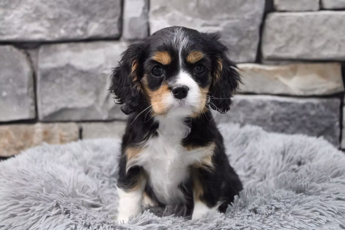 Featured Breed of The Week: Cavalier King Charles Spaniel