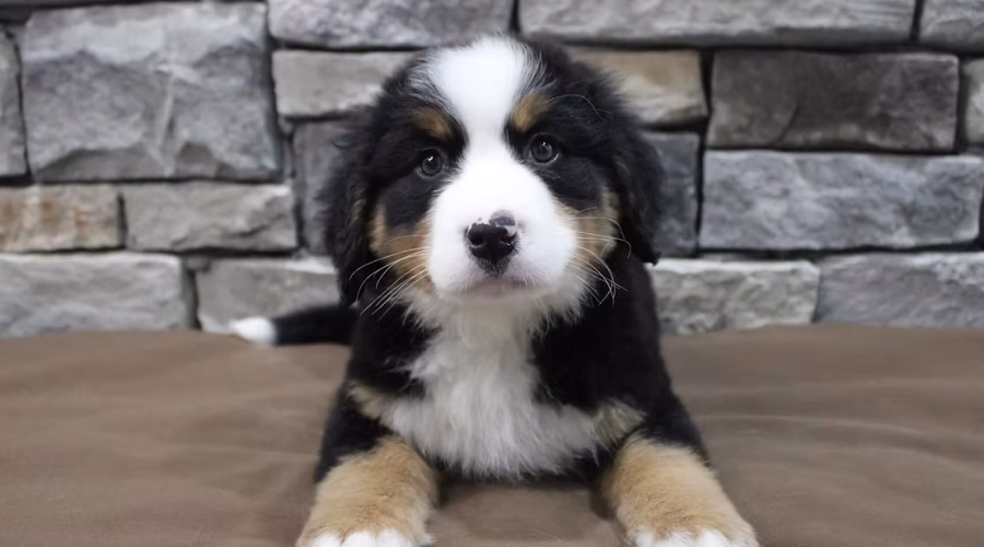 Featured Breed of the Week: Bernese Mountain Dog!