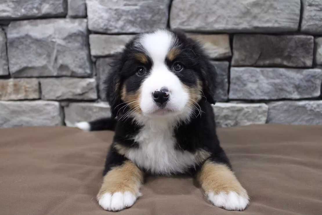 Featured Breed of the Week: Bernese Mountain Dog!