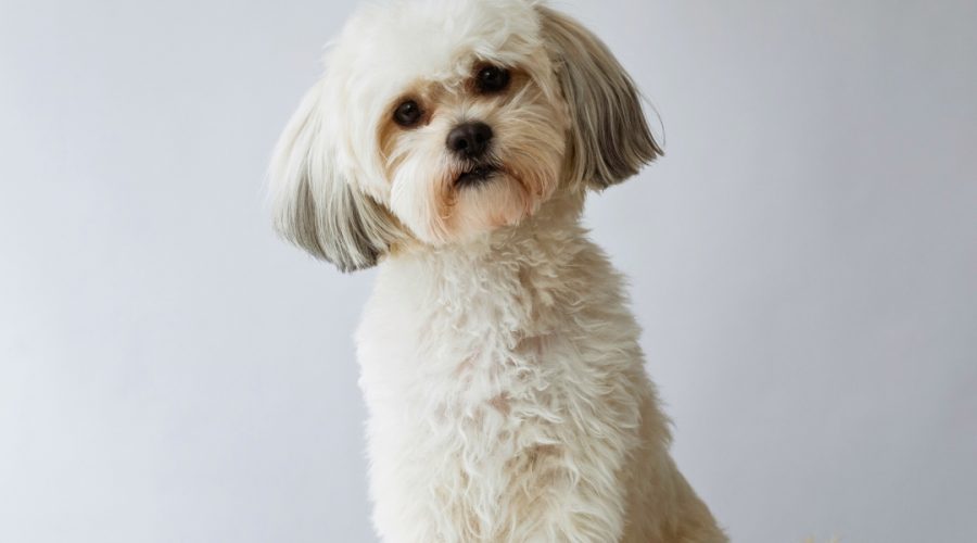 How to Keep Your Pug Puppy Healthy: Nutrition and Exercise Tips