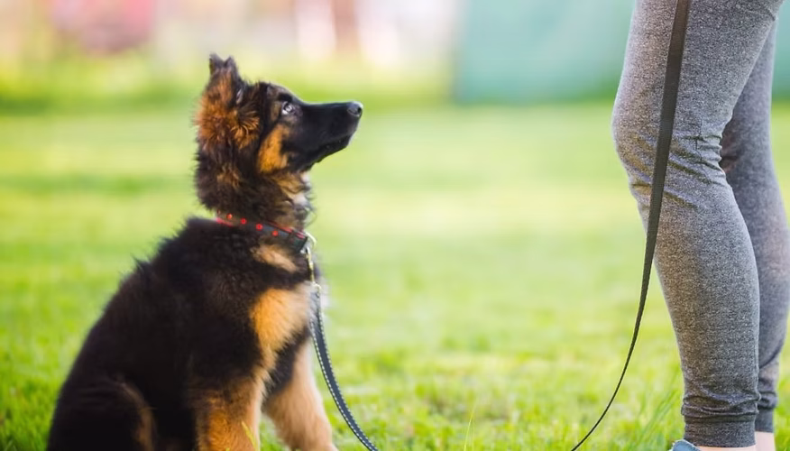 Understanding Puppy Behavior: Tips for Training and Positive Reinforcement