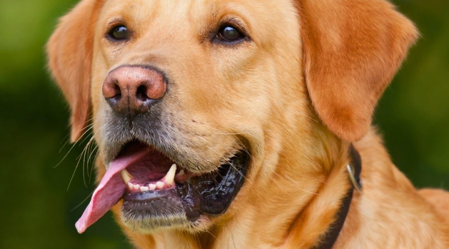 Why Poodle Puppies Are Among the Smartest Dog Breeds