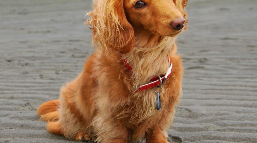 The Joy of Owning a Pug Puppy: What New Owners Should Know