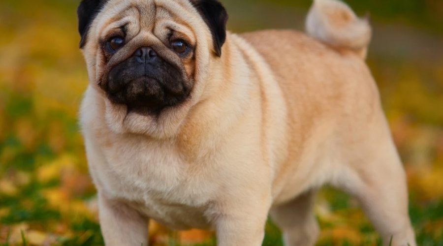 Socializing Your Puppy: Why, When, and How It’s Done