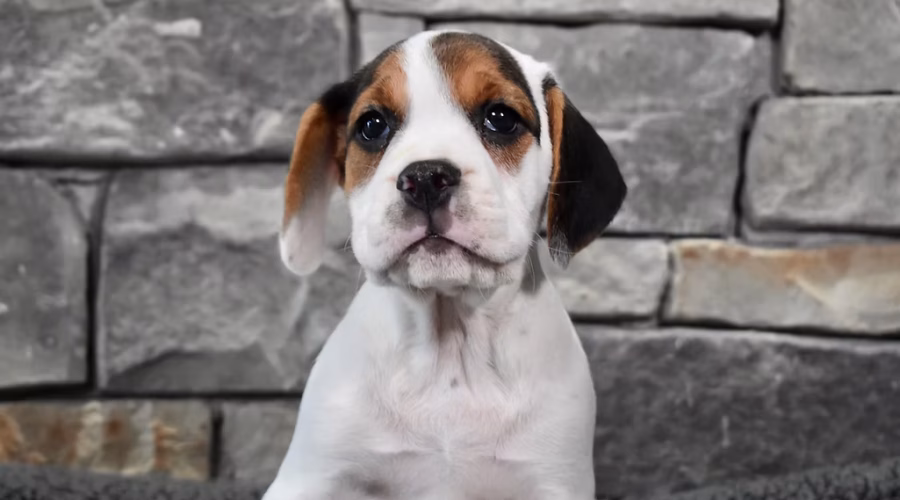 Meet Our Featured Breed of The Week : The Beabull