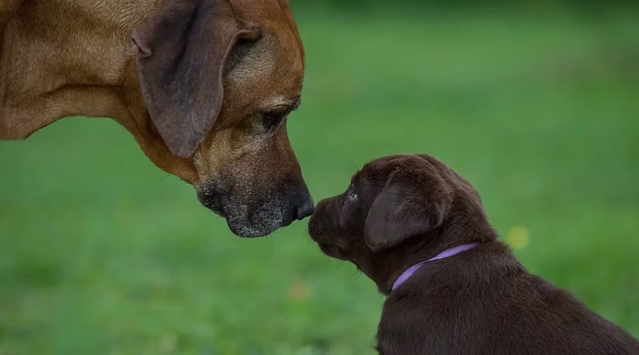 Tips for Introducing Your New Puppy to Your Current Dog at Home
