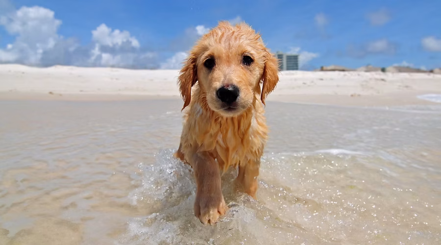 Keeping Your Puppy Cool: Essential Tips for Summer Care