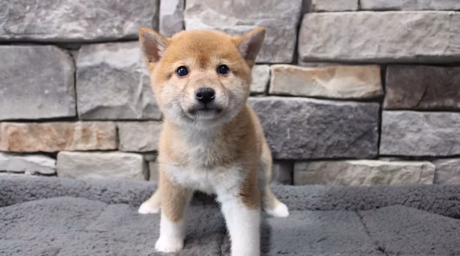 "Exploring the Unique Traits and History of the Shiba Inu Puppy"