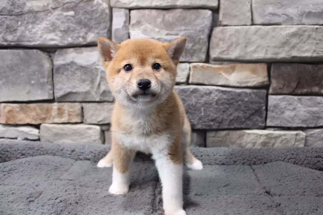 "Exploring the Unique Traits and History of the Shiba Inu Puppy"