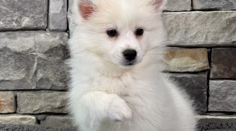 Unleashing Joy: The Benefits of Bringing Home an American Eskimo Puppy