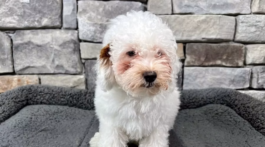 Meet Your New Best Friend: Why Now Is the Perfect Time to Bring Home a Miniature Poodle Puppy