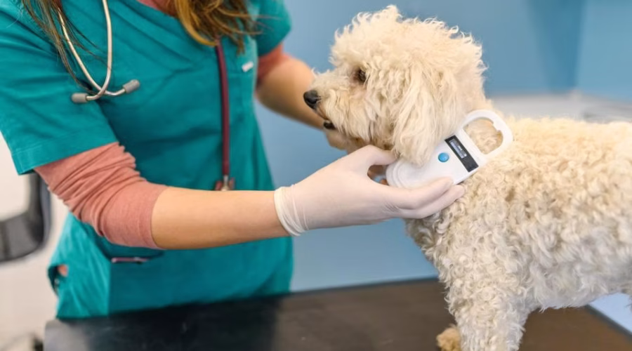 Why Microchipping and Smart Tech are Essential for Keeping Your Puppy Safe