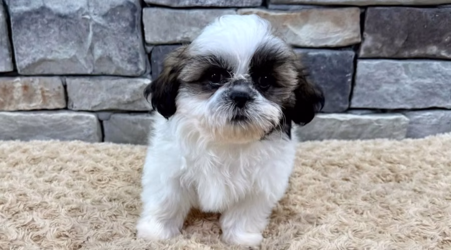 Shih Tzu: A Loyal and Lovable Family Companion