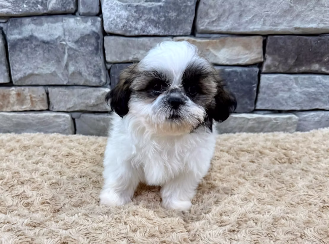 Shih Tzu: A Loyal and Lovable Family Companion