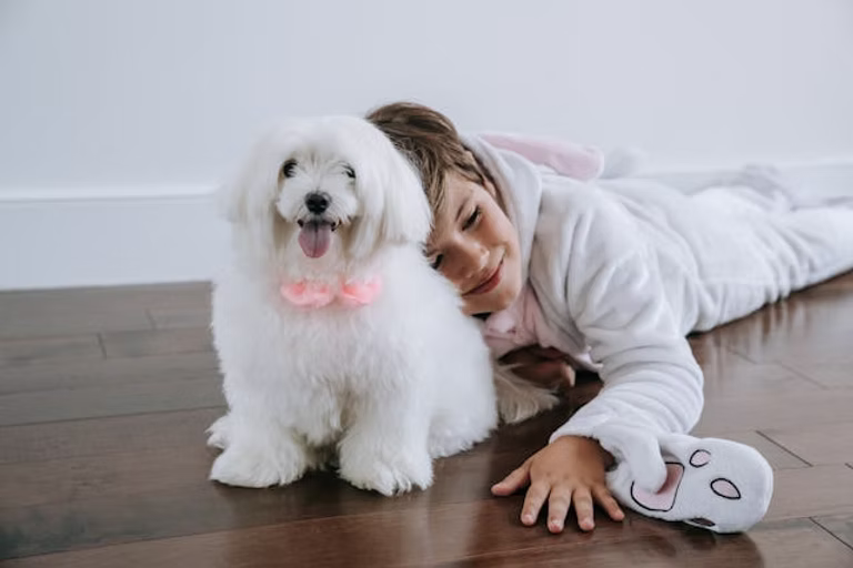 Maltese Puppy Checklist: Essential Advice for New Pet Owners