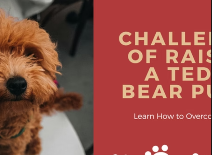 Top 10 Challenges of Raising a Teddy Bear Puppy and How to Overcome Them