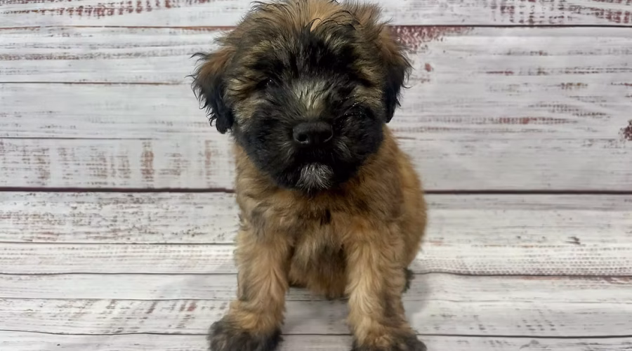 Why a Soft Coated Wheaten Terrier Might Be the Dog for You!