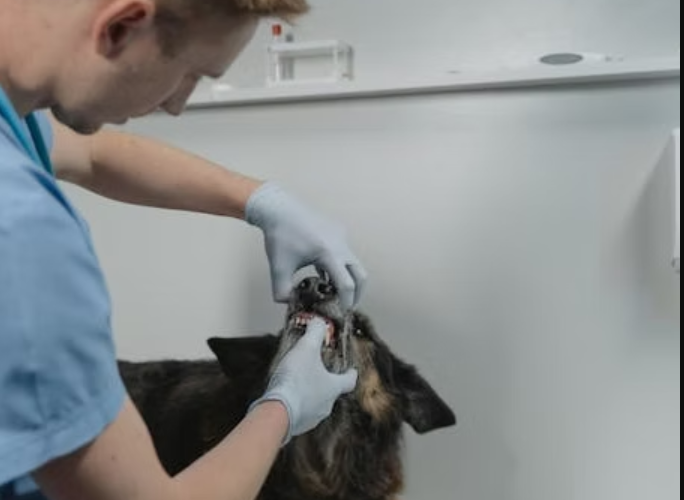 Do’s and Don’ts of Dog Dental Care: Best Practices and Common Mistakes