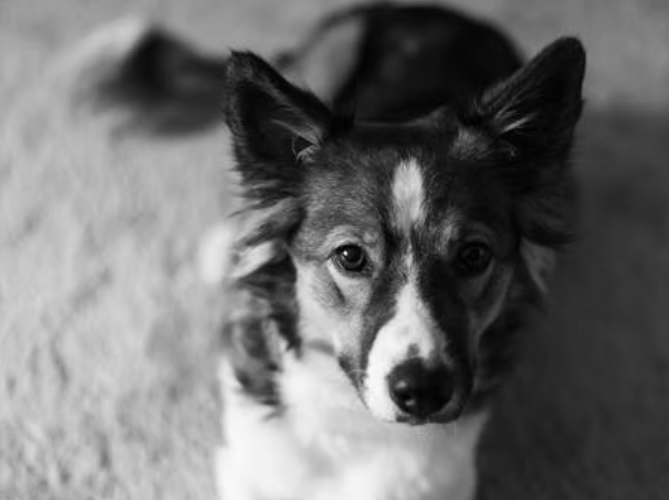 Nutrition and Neuroscience: How Food Affects Puppy Mood