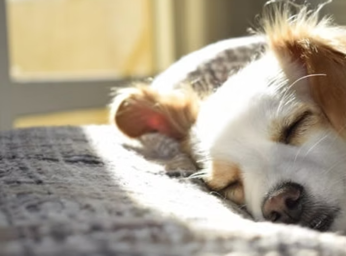 Puppy Sleep Routine by Age: From Newborn to Six Months